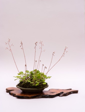 New bonsai display slabs/ji itas!!! Img_5888