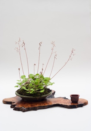 New bonsai display slabs/ji itas!!! Img_5899